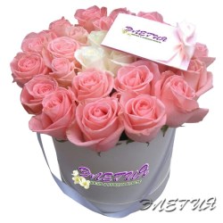 25-roza_roz_i_bel