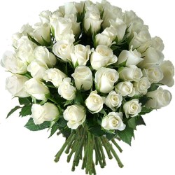 51_roza_belaya